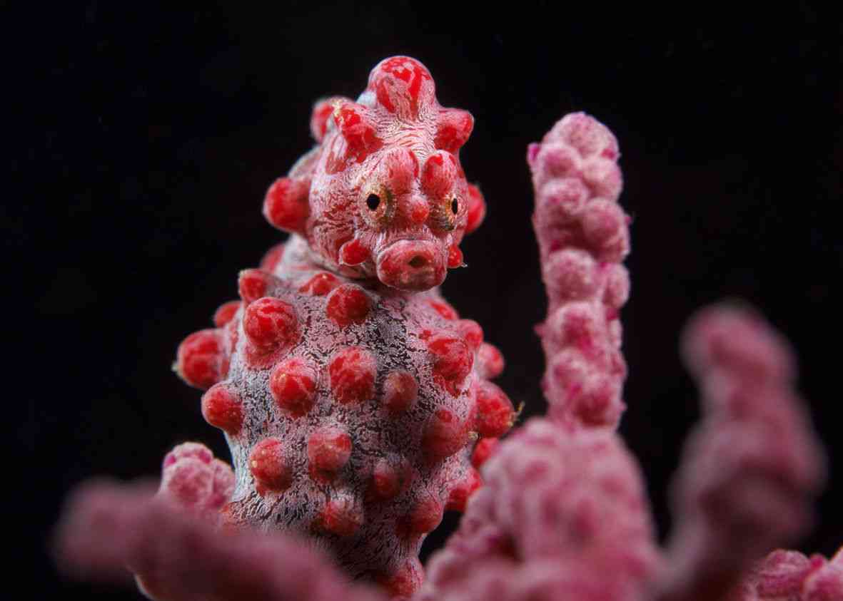 【超閲覧注意】不気味な生物の画像を貼っていくトピ【苦手な方注意】