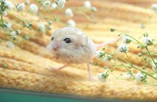 【超閲覧注意】不気味な生物の画像を貼っていくトピ【苦手な方注意】