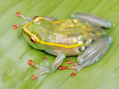 【超閲覧注意】不気味な生物の画像を貼っていくトピ【苦手な方注意】