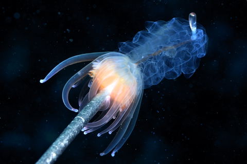 【超閲覧注意】不気味な生物の画像を貼っていくトピ【苦手な方注意】