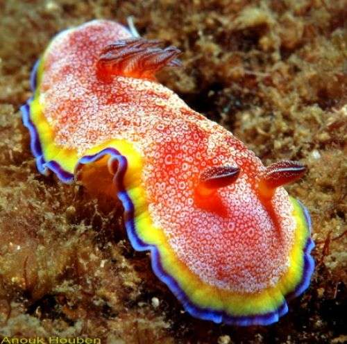 【超閲覧注意】不気味な生物の画像を貼っていくトピ【苦手な方注意】