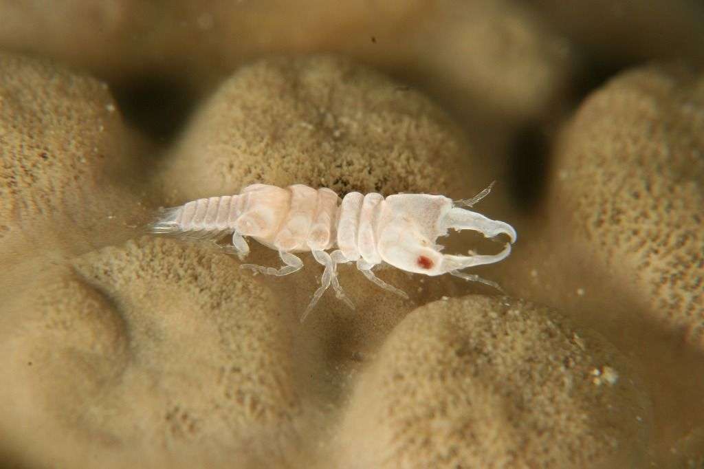 【超閲覧注意】不気味な生物の画像を貼っていくトピ【苦手な方注意】