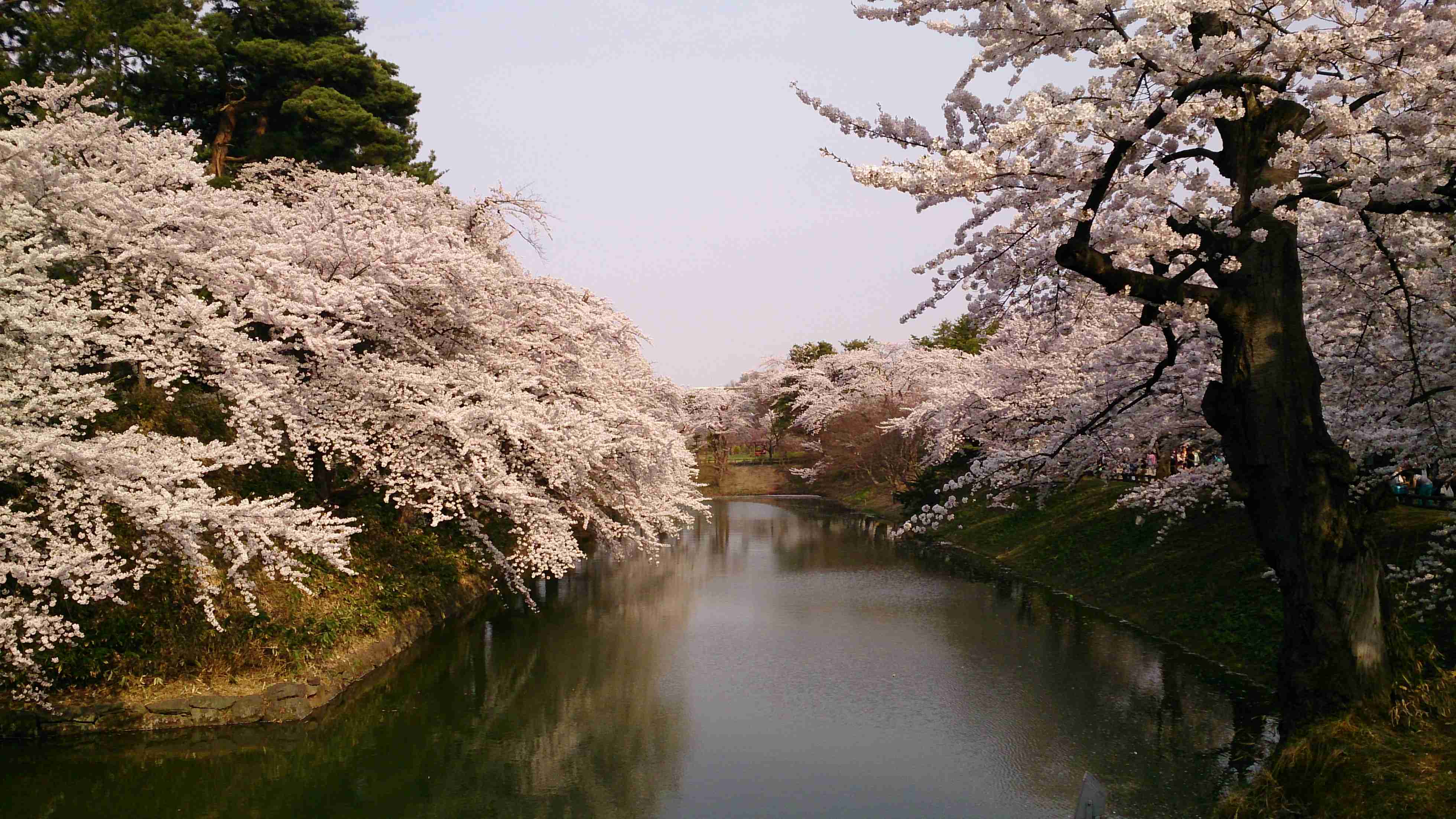 がるちゃん民の撮影した桜が見たい!