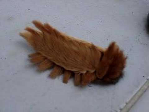 【超閲覧注意】不気味な生物の画像を貼っていくトピ【苦手な方注意】