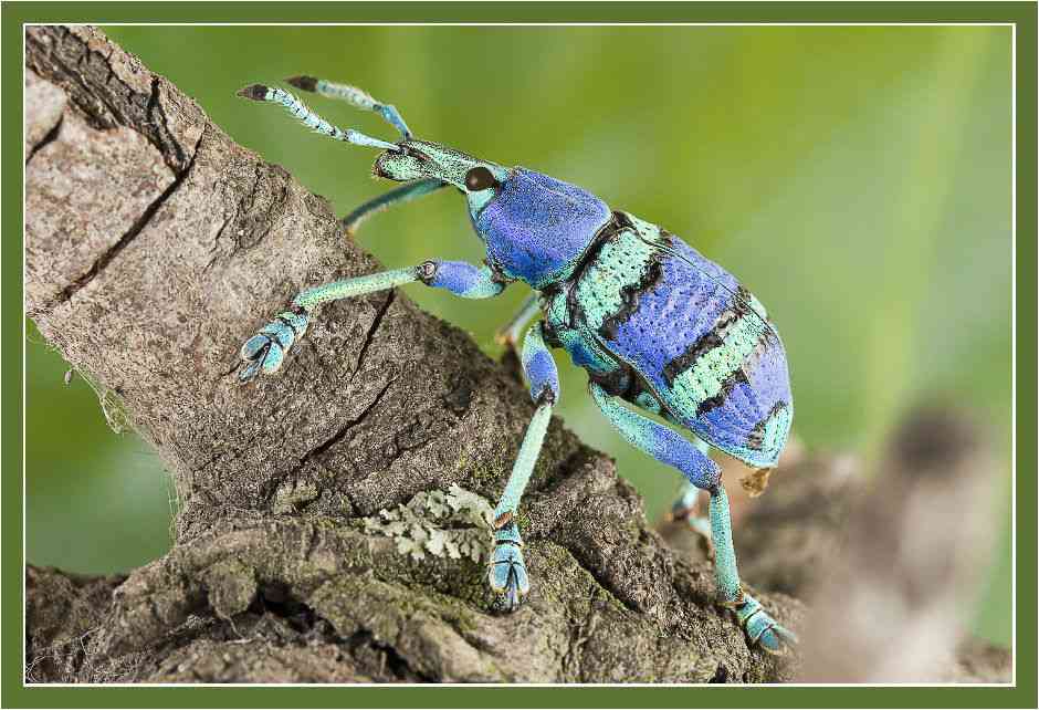 【超閲覧注意】不気味な生物の画像を貼っていくトピ【苦手な方注意】