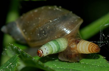 【超閲覧注意】不気味な生物の画像を貼っていくトピ【苦手な方注意】