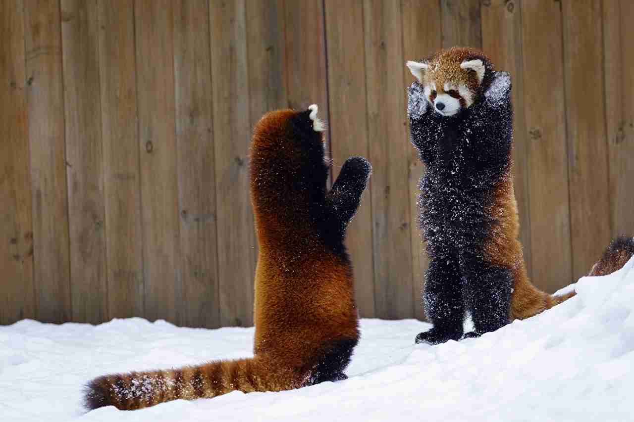 キョトン顔の動物