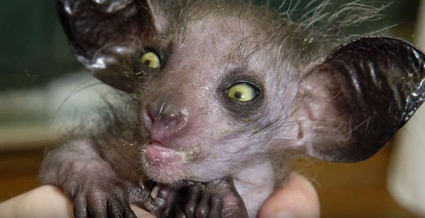 【超閲覧注意】不気味な生物の画像を貼っていくトピ【苦手な方注意】