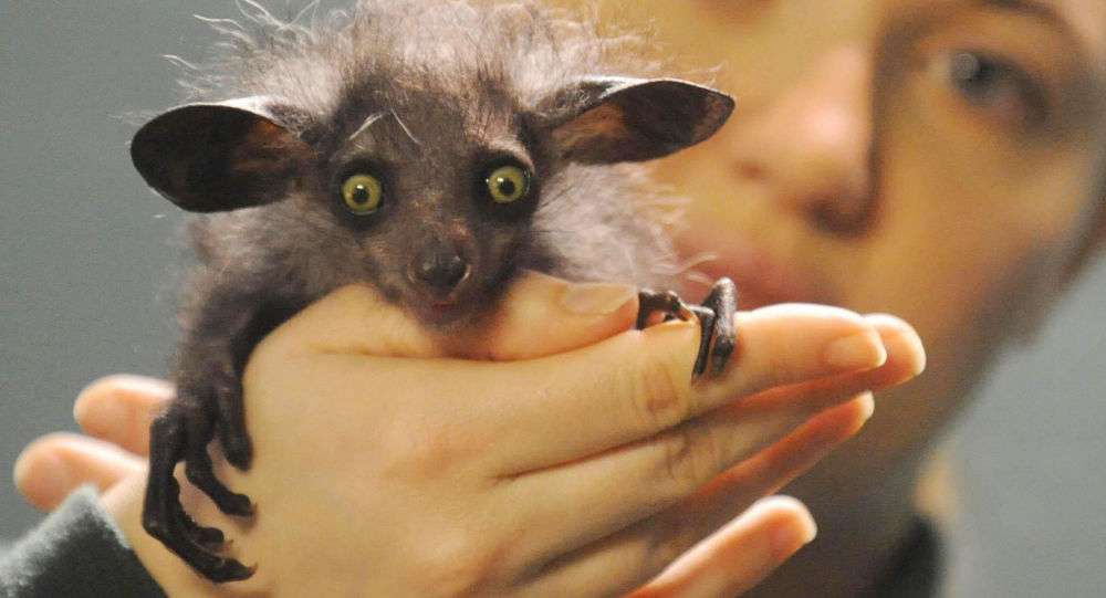 【超閲覧注意】不気味な生物の画像を貼っていくトピ【苦手な方注意】