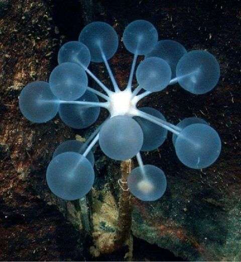 【超閲覧注意】不気味な生物の画像を貼っていくトピ【苦手な方注意】