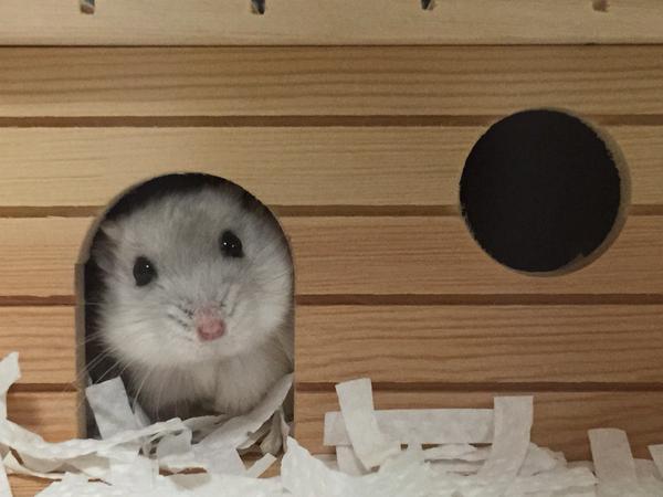 キョトン顔の動物