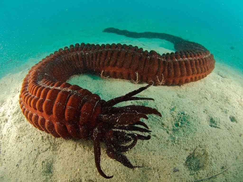 【超閲覧注意】不気味な生物の画像を貼っていくトピ【苦手な方注意】