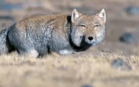 強そう!と思ったらプラスを押すトピ