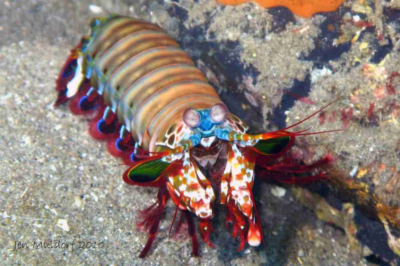 【超閲覧注意】不気味な生物の画像を貼っていくトピ【苦手な方注意】