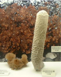 【超閲覧注意】不気味な生物の画像を貼っていくトピ【苦手な方注意】