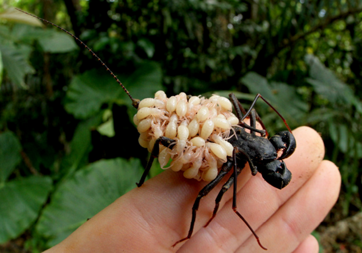 【超閲覧注意】不気味な生物の画像を貼っていくトピ【苦手な方注意】