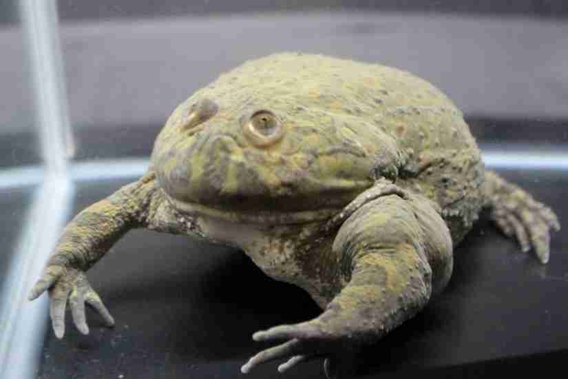 【超閲覧注意】不気味な生物の画像を貼っていくトピ【苦手な方注意】