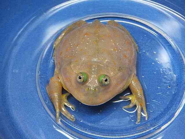 【超閲覧注意】不気味な生物の画像を貼っていくトピ【苦手な方注意】