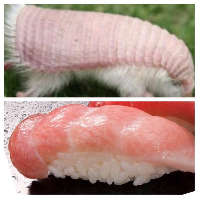 【超閲覧注意】不気味な生物の画像を貼っていくトピ【苦手な方注意】