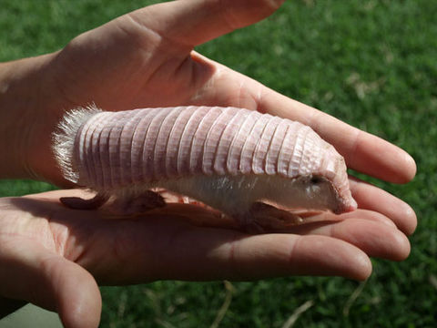 【超閲覧注意】不気味な生物の画像を貼っていくトピ【苦手な方注意】