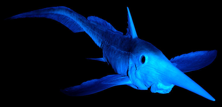 【超閲覧注意】不気味な生物の画像を貼っていくトピ【苦手な方注意】