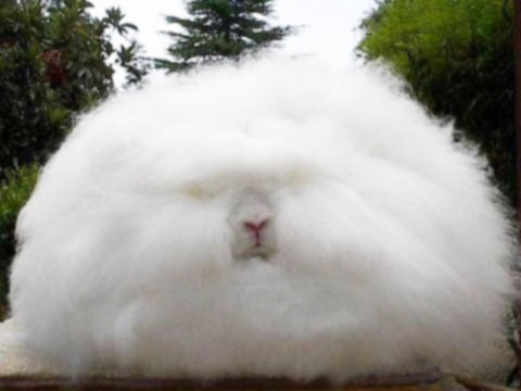 【超閲覧注意】不気味な生物の画像を貼っていくトピ【苦手な方注意】