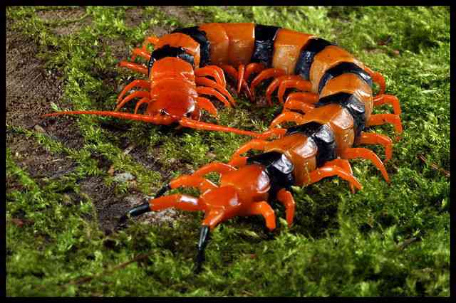 【超閲覧注意】不気味な生物の画像を貼っていくトピ【苦手な方注意】