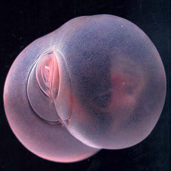 【閲覧注意】どう見ても〇〇にそっくり…思わずニ度見してしまう生き物まとめ - いまトピ