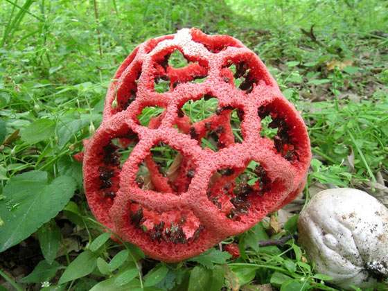 【超閲覧注意】不気味な生物の画像を貼っていくトピ【苦手な方注意】