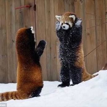 威嚇する動物たち ガールズちゃんねる Girls Channel