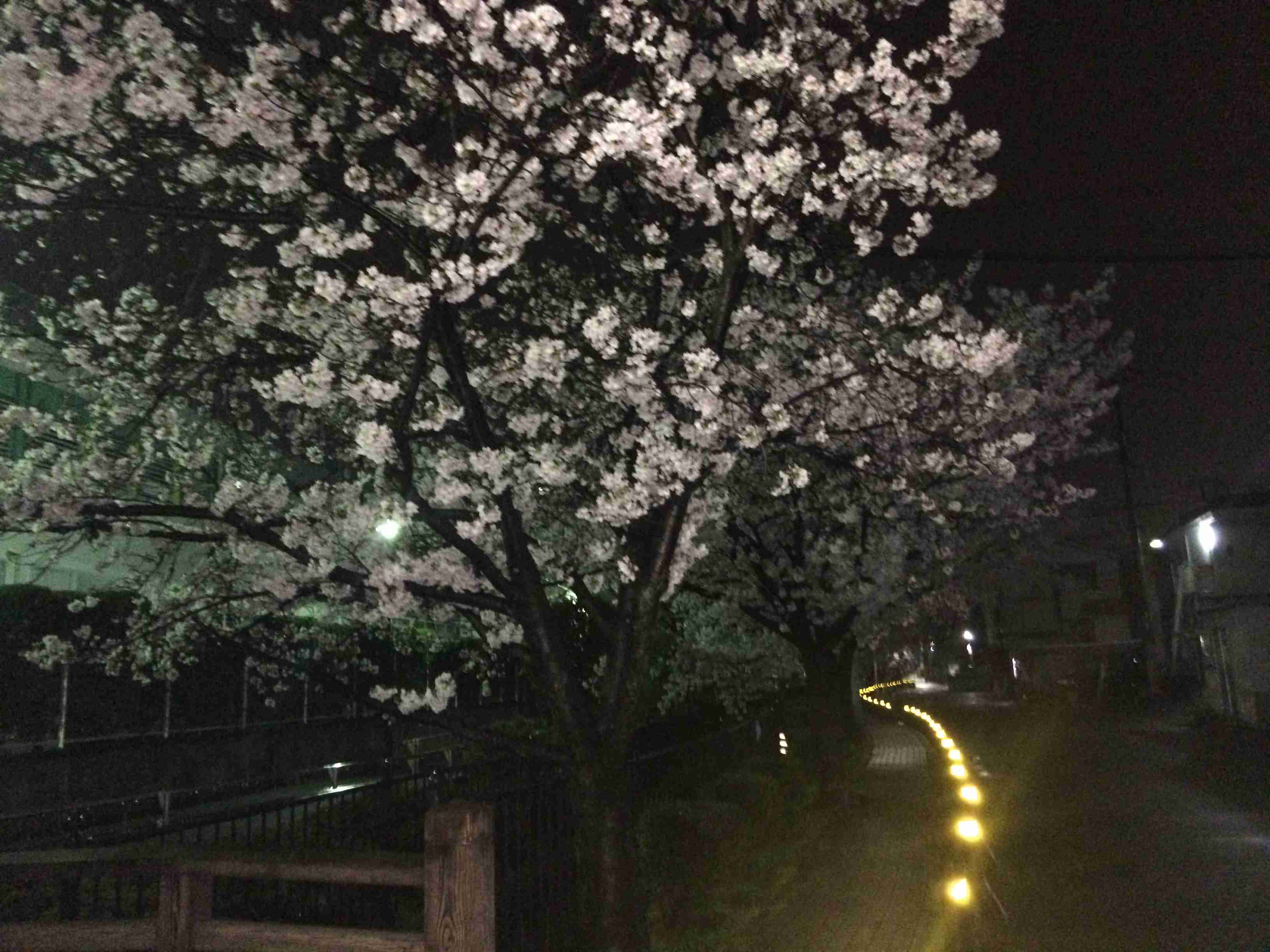 がるちゃん民の撮影した桜が見たい!