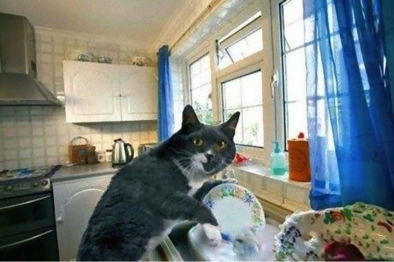 ガルちゃん猫カフェ15号店開店しました♪（初めての方も大歓迎！） 