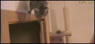 明るい気分になれるGIF画像を貼っていくトピ