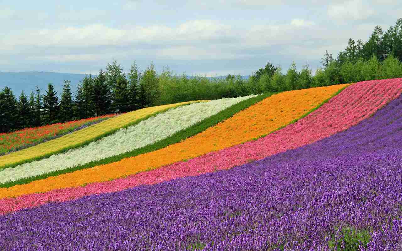 北海道　夏の旅行