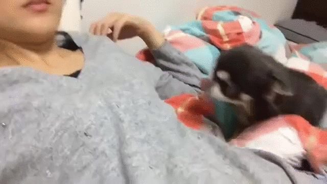                                         Puppy needs cuddles - GIF on Imgur