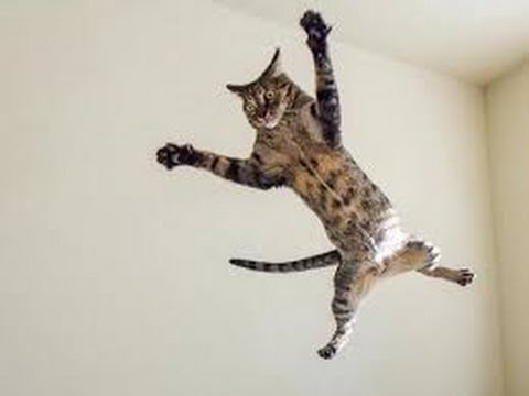 「絶対笑う」最高におもしろ犬,猫,動物のハプニング, 失敗画像集 #1 - YouTube