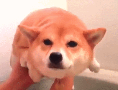 可愛い犬の画像くださいませ