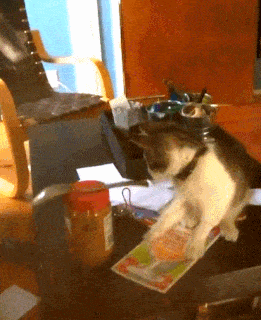 明るい気分になれるGIF画像を貼っていくトピ