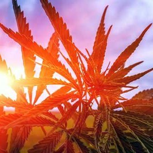 【警告】海外で大麻を吸った日本人の「見せしめ逮捕」がもうすぐ始まるぞ！ 医療用大麻処方でも刑務所行き！