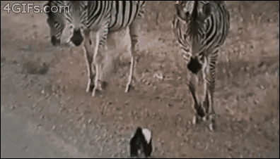 明るい気分になれるGIF画像を貼っていくトピ