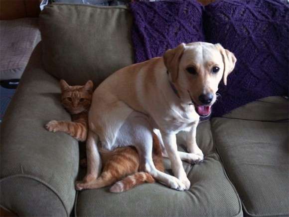 どうしてこうなった(笑)?この犬のこだわりが…ちょっとオカシイ