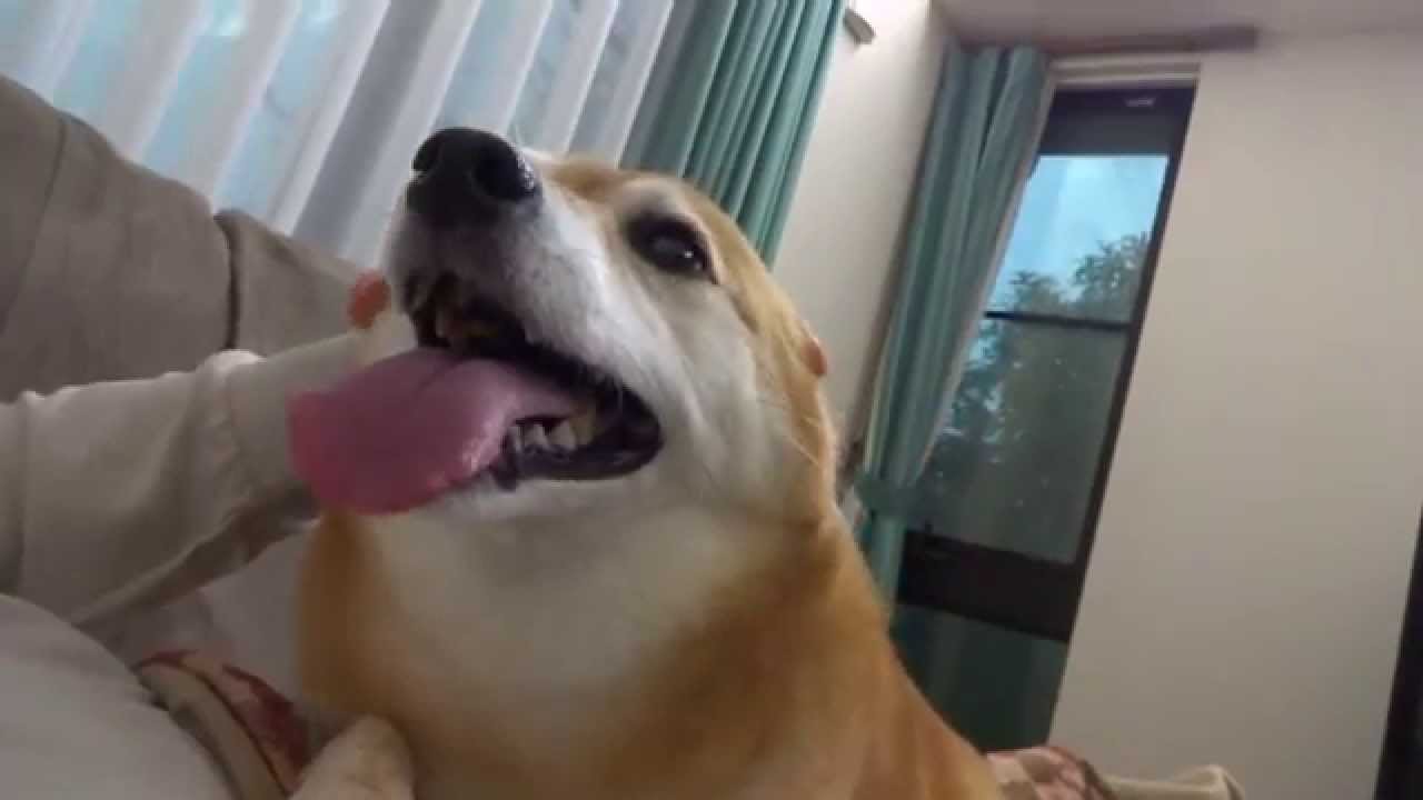 雷を怖がる犬の耳を塞いでみたら？・・: momo-chan - YouTube