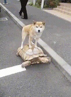 明るい気分になれるGIF画像を貼っていくトピ