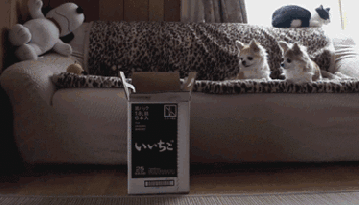 明るい気分になれるGIF画像を貼っていくトピ
