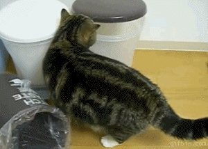 明るい気分になれるGIF画像を貼っていくトピ