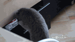 明るい気分になれるGIF画像を貼っていくトピ