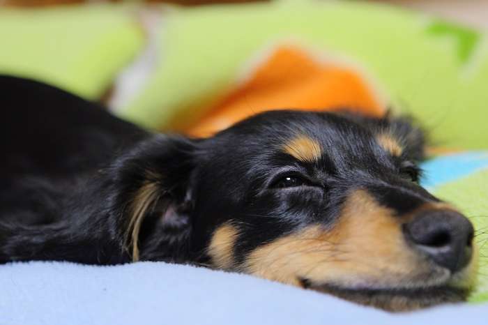 可愛い犬の画像くださいませ