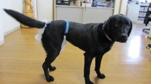 盲導犬同伴に...法律施行後も6割が「入店拒否」