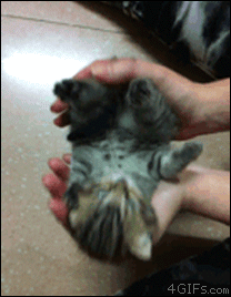 明るい気分になれるGIF画像を貼っていくトピ