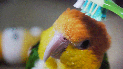 明るい気分になれるGIF画像を貼っていくトピ